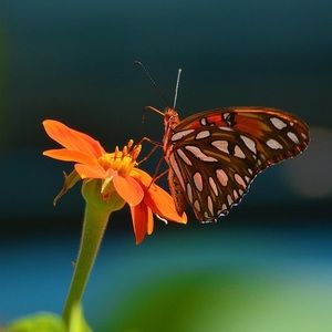 Meet your Posher, Tricia